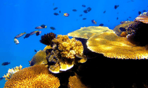 Tokoriki Island resort diving