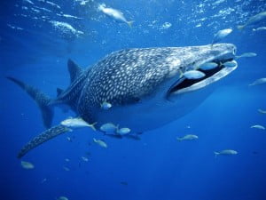 Whale Shark feeding