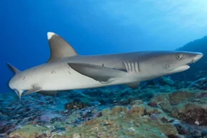 whitetip-reef-shark