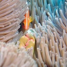 Yasawa diving with Reef Safari fiji diving